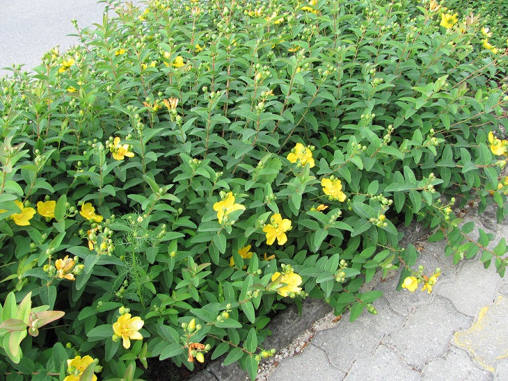 Hypericum 'Hidcote'