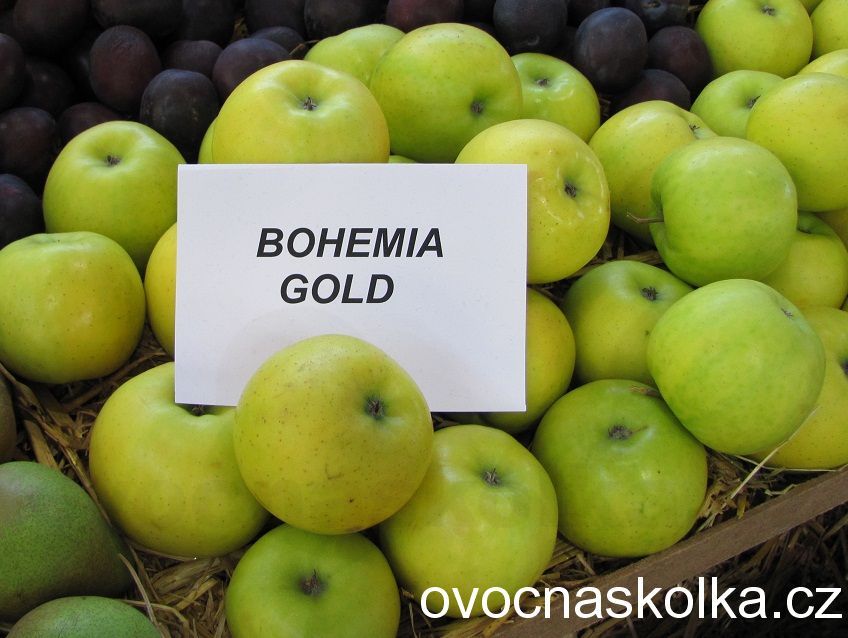 jabloň Gold Bohemia  v květináči