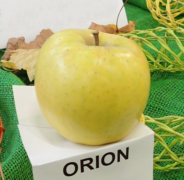 jabloň Orion vyšší tvar