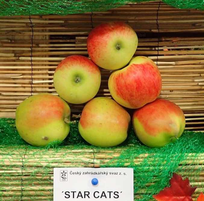 sloupovitá jabloň Starcats  v květináči