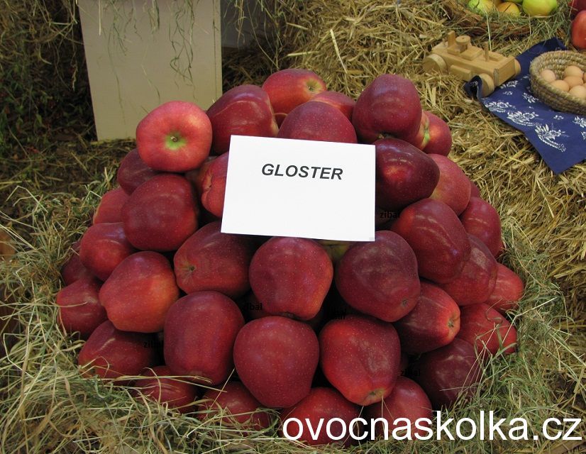 jabloň Gloster