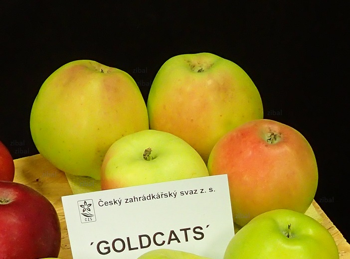 sloupovitá jabloň Goldcats