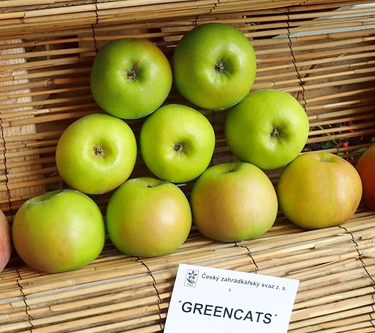 sloupovitá jabloň Greencats