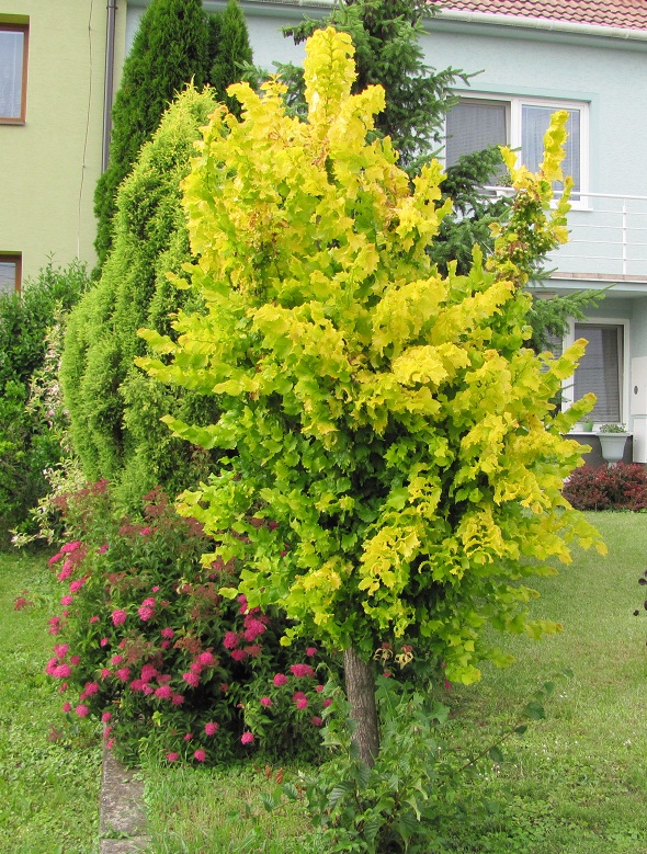 Ulmus × hollandica 'Wredei'