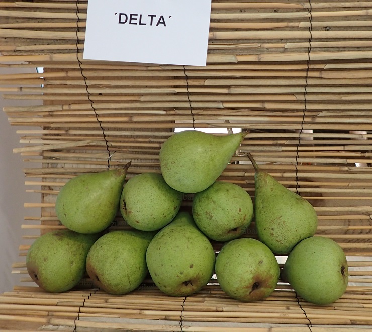 hrušeň Delta vyšší tvar