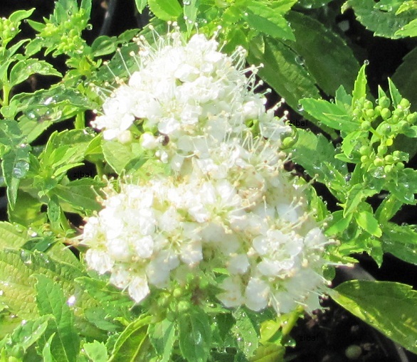 Spiraea japonica 'Albiflora'