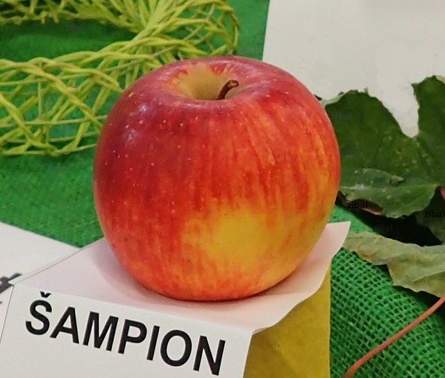 jabloň Šampion