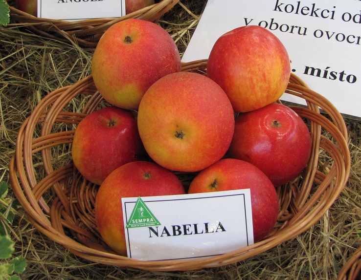 jabloň Nabella  vyšší tvar vyprodáno