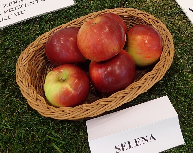 jabloň Selena vyšší tvar