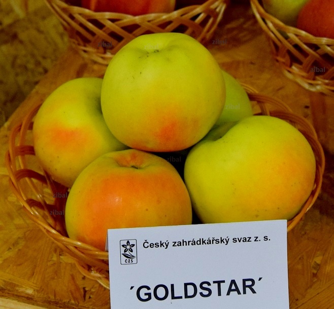 jabloň Goldstar vyšší tvar vyprodáno