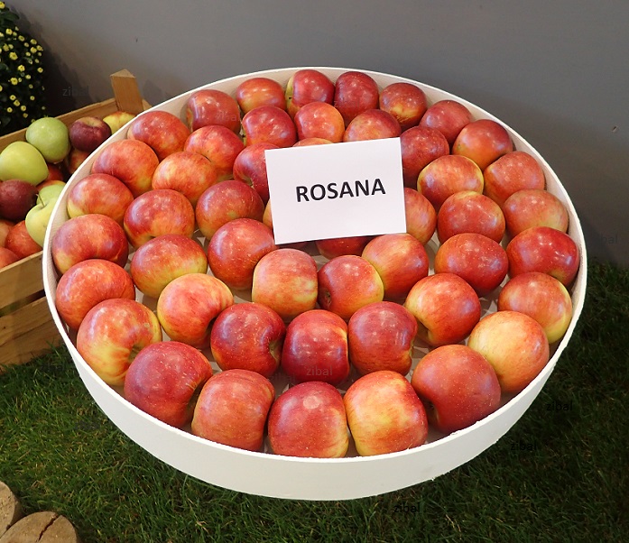 jabloň Rosana vyšší tvar  vyprodáno