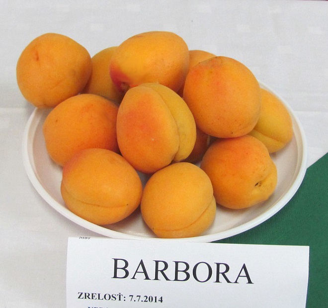 meruňka Barbora