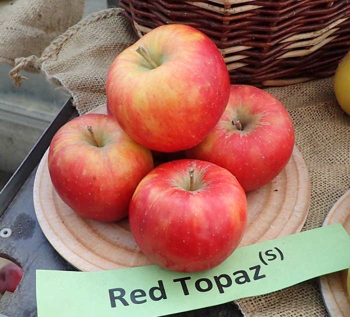 jabloň  Red Topaz 