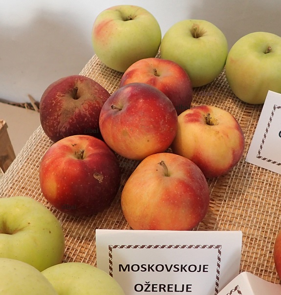 sloupovitá jabloň Moskovskoje Ožerelje