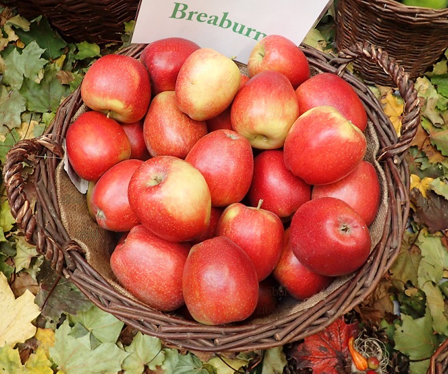 jabloň Braeburn vyšší tvar vyprodáno