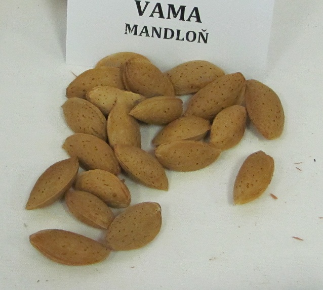 mandloň - Vama