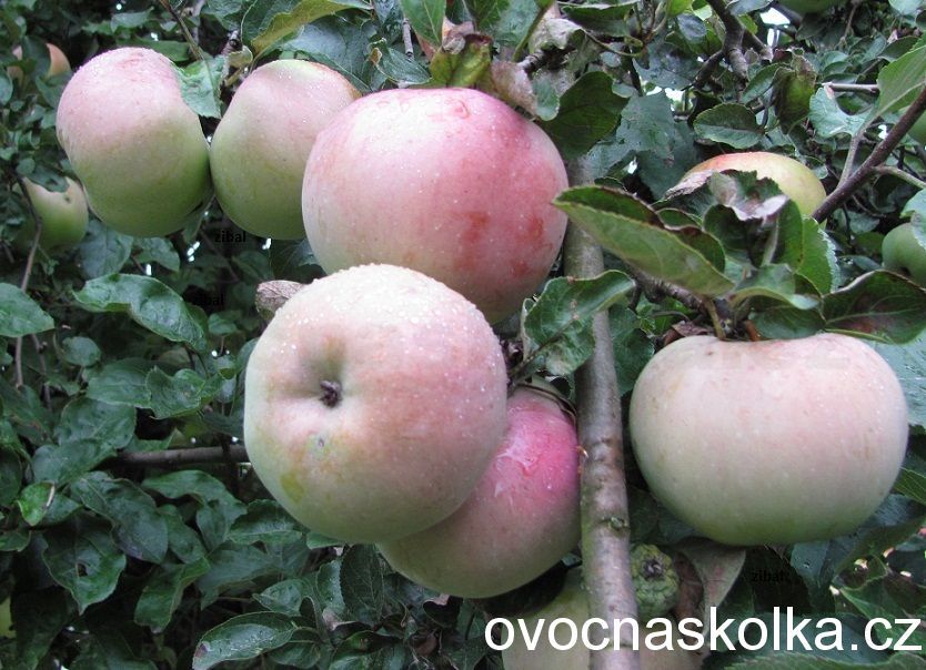 jabloň Ontario  vyšší tvar  vyprodáno