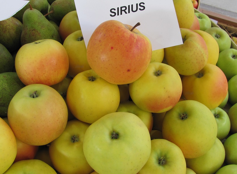 jabloň Sirius