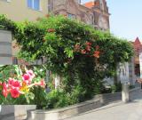 Campsis radicans