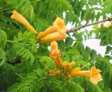 Campsis radicans 'Flava'