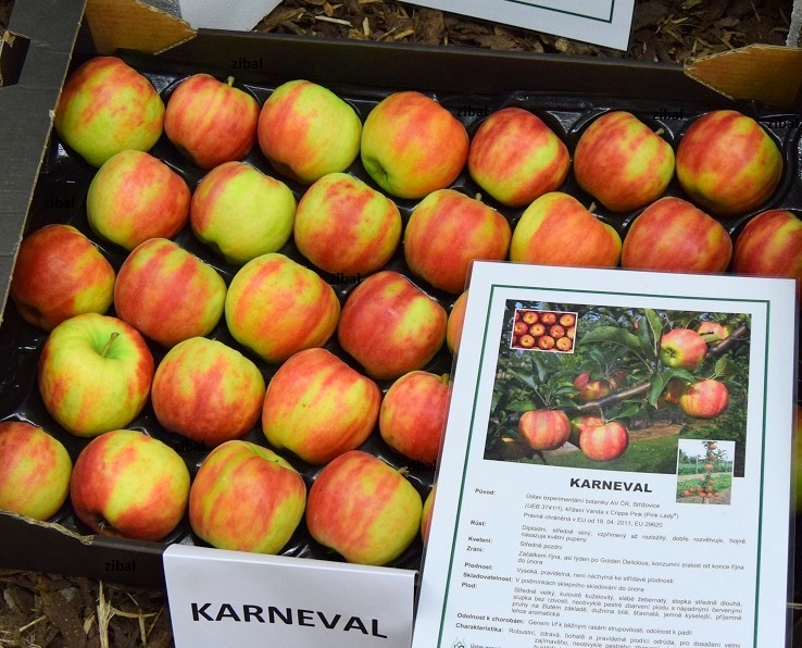 jabloň Karneval 