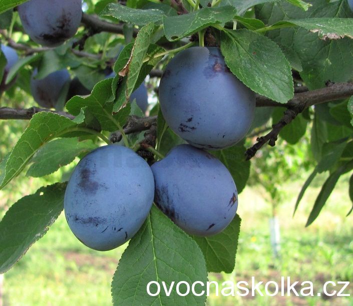 slivoň (švestka) Čačanska lepotica  vyšší tvar