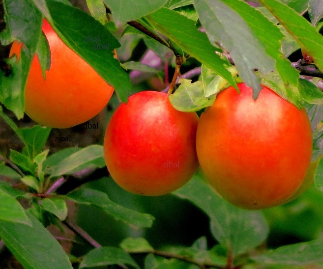 slivoň (renklóda,slíva) Rumjana Zorka  