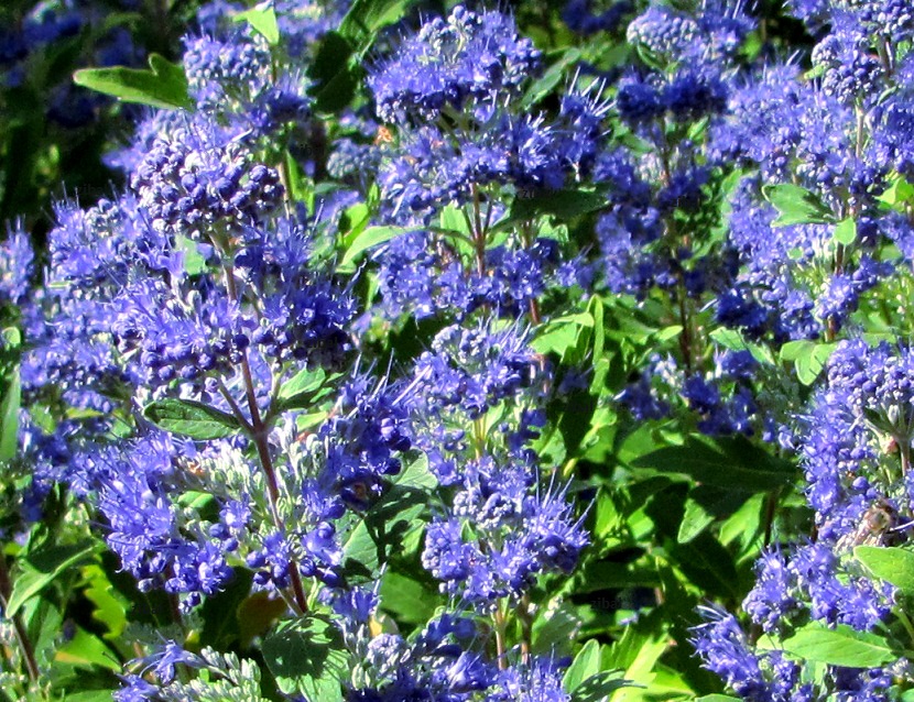 Caryopteris ×clandonensis 'Grand Bleu'