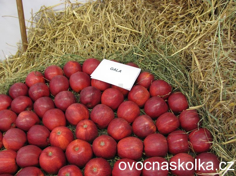 jabloň Gala vyšší tvar