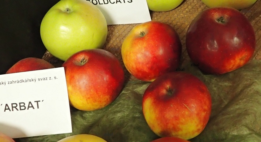 sloupovitá jabloň  Arbat    vyprodáno