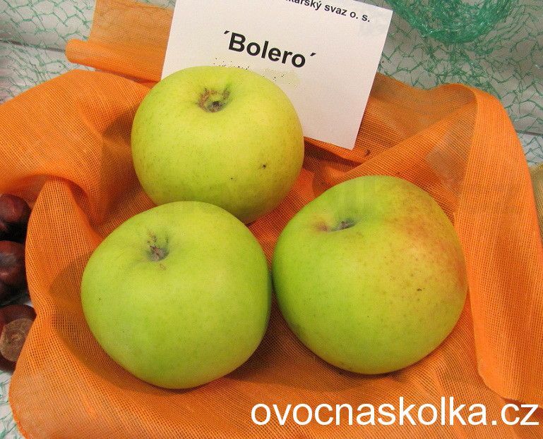 sloupovitá jabloň Bolero