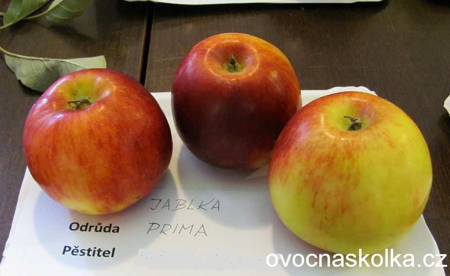 jabloň Prima  vyšší tvar vyprodáno