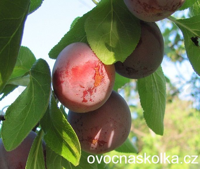 slivoň (renklóda,slíva) Opal