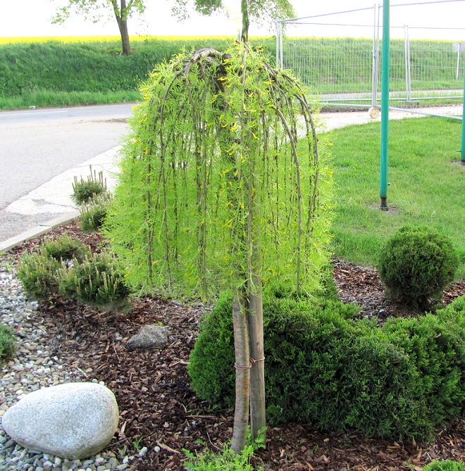 Caragana arborescens 'Walker'