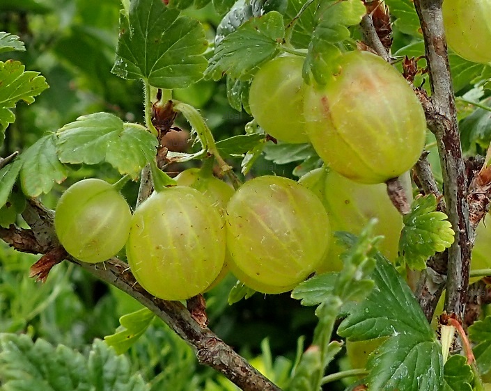 angrešt Rixanta  - bílý stromkový  vyprodáno