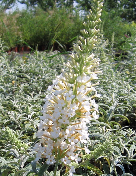 Buddleja davidii 'White Ball'