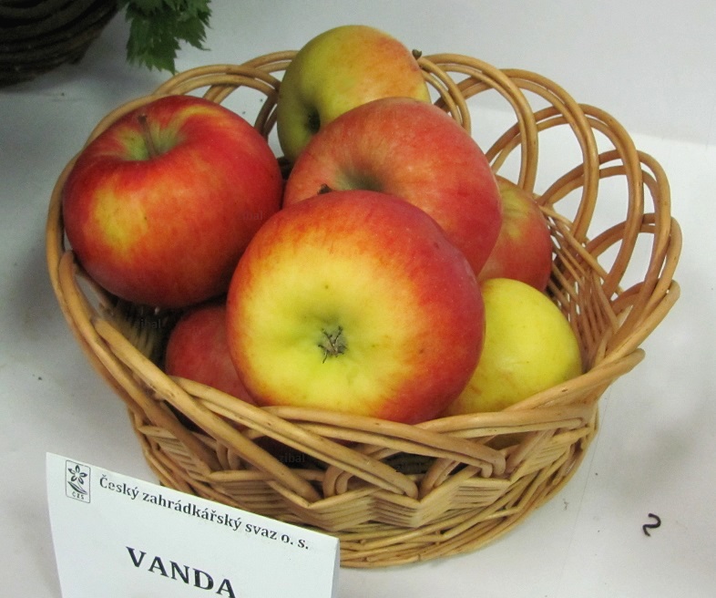 jabloň Vanda 
