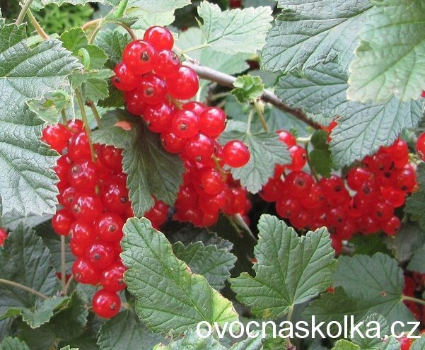 rybíz Vitan - červený keřový