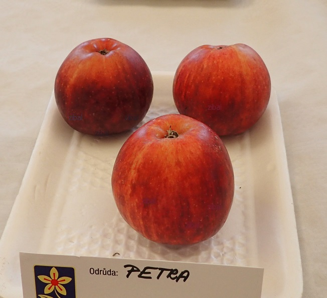 jabloň Petra vyšší tvar vyprodáno