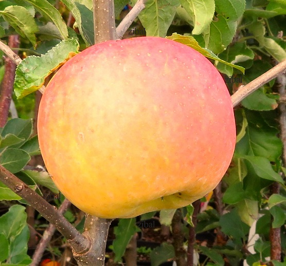 jabloň Orangecrisp  v květináči