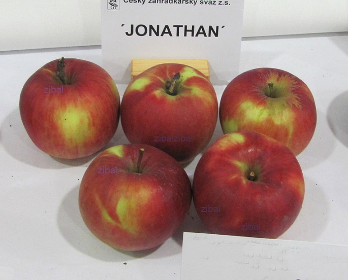 jabloň Jonathan M41 
