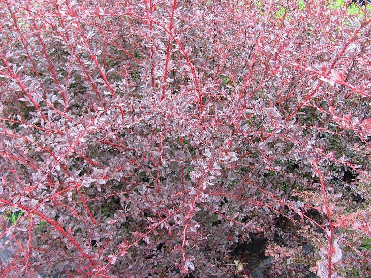 Berberis thunbergii 'Red Chief'