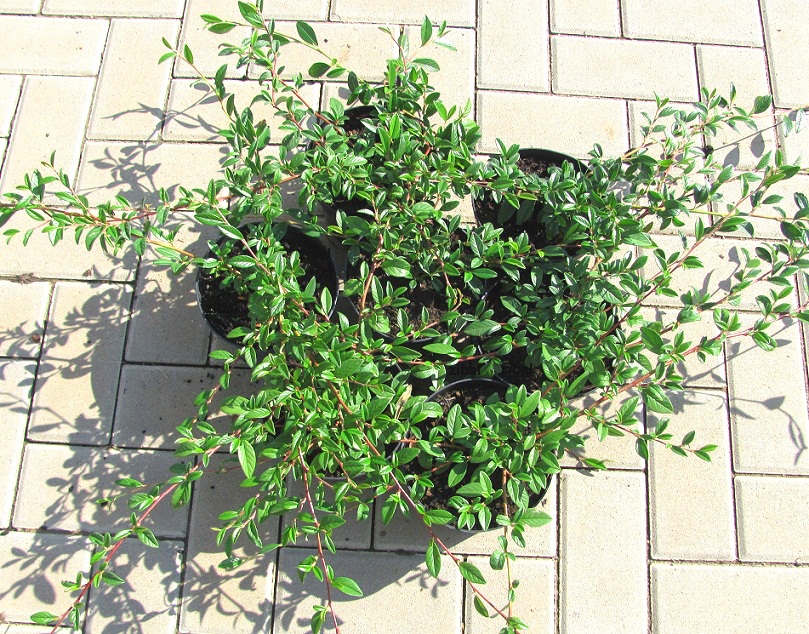 Cotoneaster salicifolius "Parkteppich"