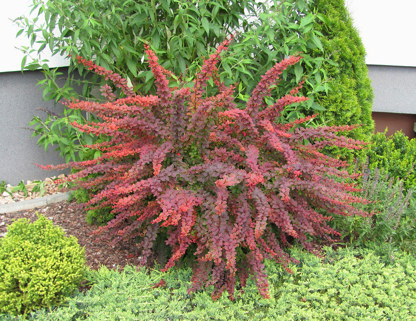 Berberis thunbergii 'Golden Ring' 