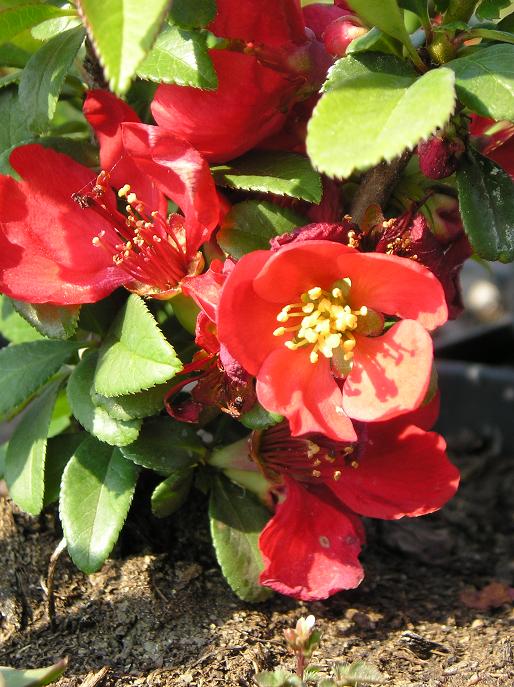 Chaenomeles "Grandiflora" 