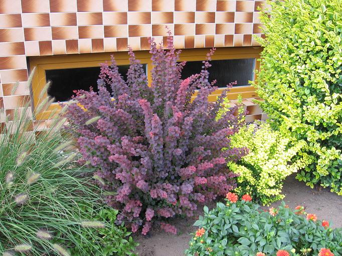 Berberis thunbergii 'Atropurpurea' 