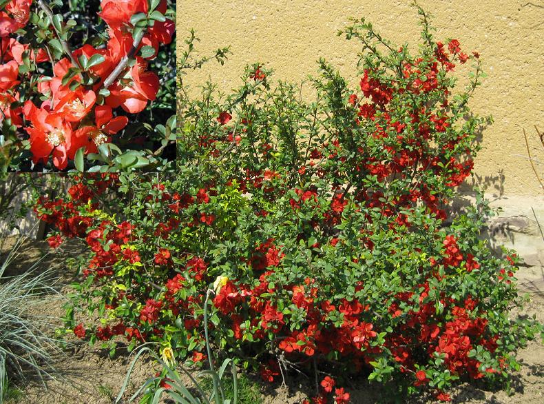 Chaenomeles sp.