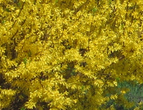 Forsythia x intermedia 'Maluch' 