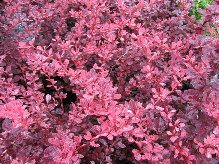 Berberis thunbergii 'Harlequin'