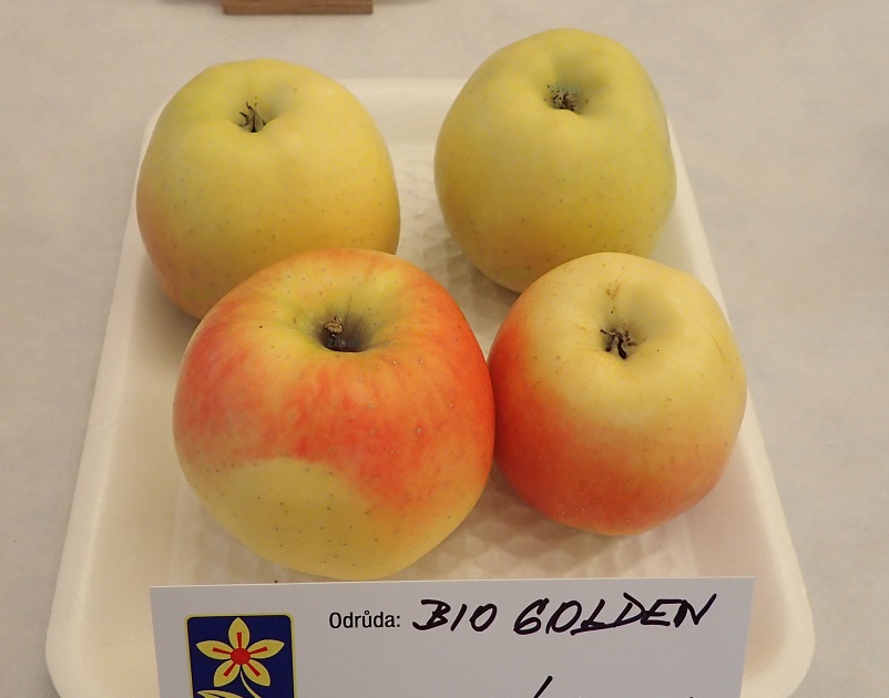 jabloň Biogolden